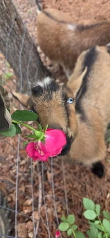 Friendly goat nibbling a pink flower at the petting farm