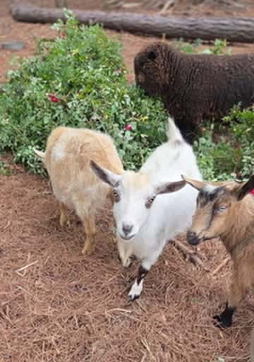 Goats and sheep gathered at the fence of the petting area