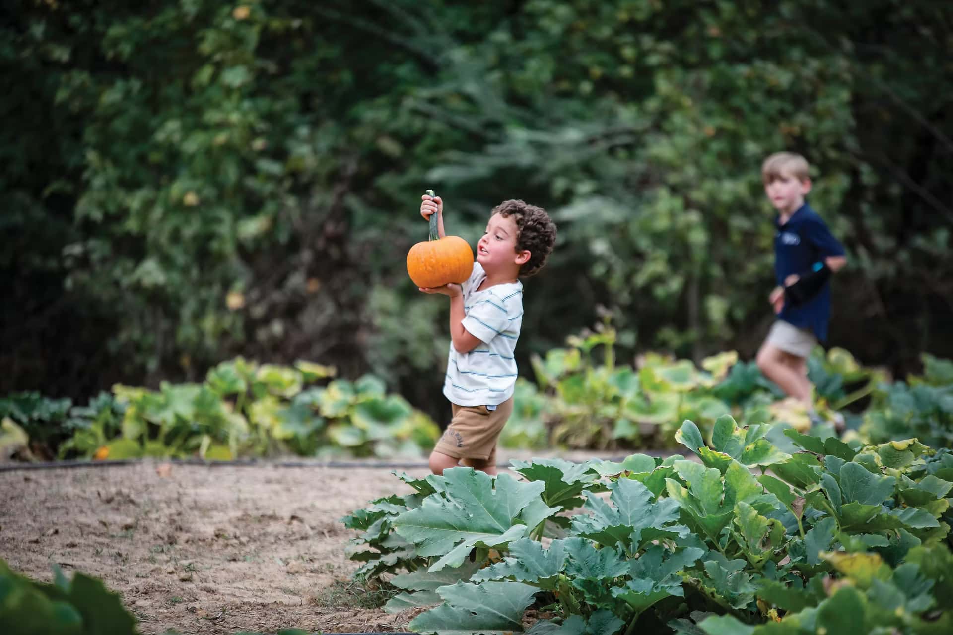 kid-holding-pumpkin-in-patch