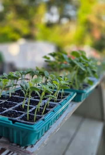 Seedlings sprouting in starter trays