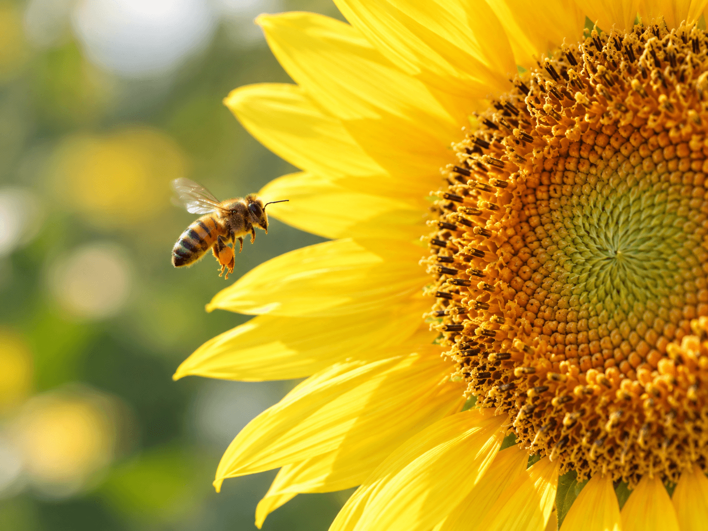 honey-bee-sunflower