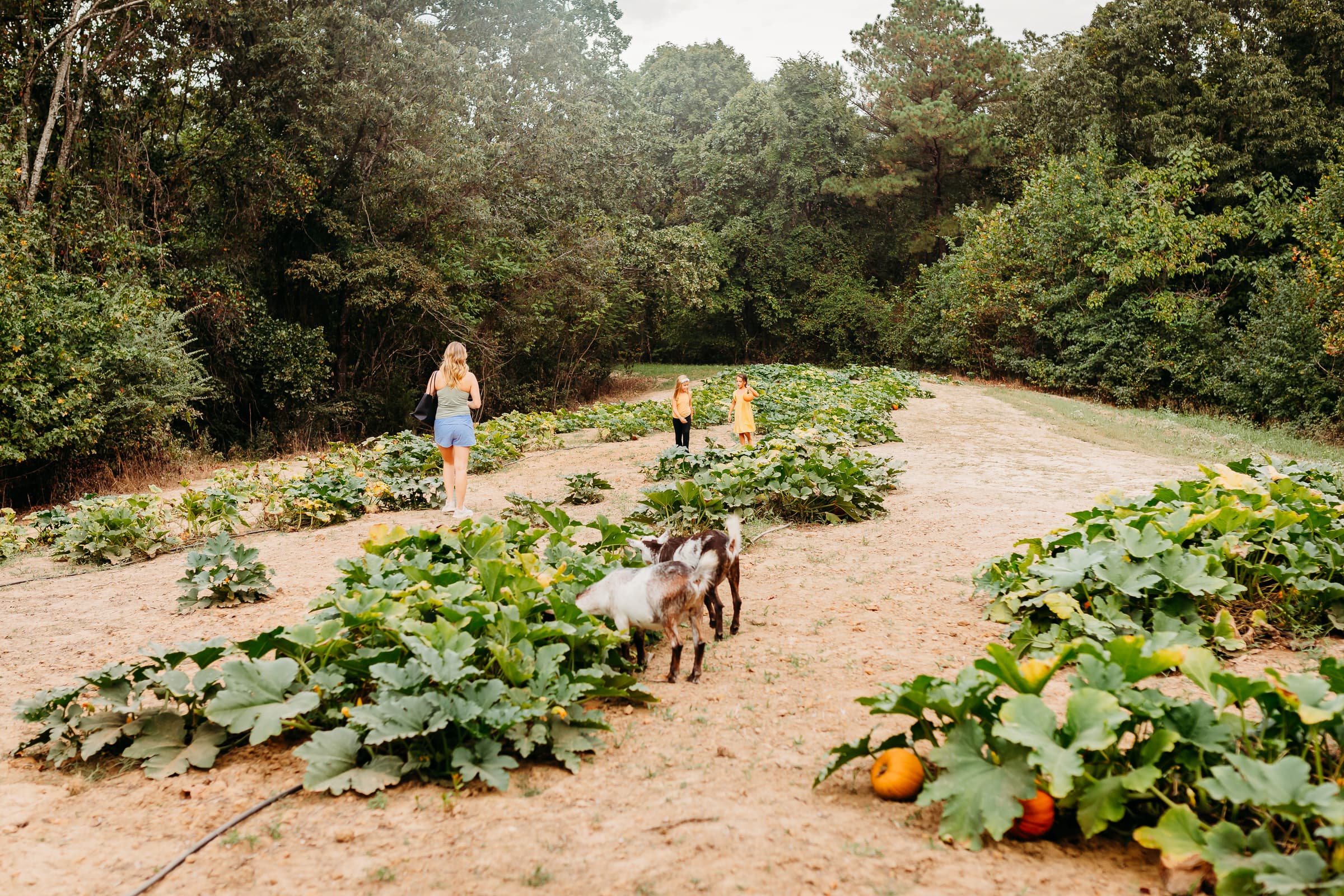pumkin-patch