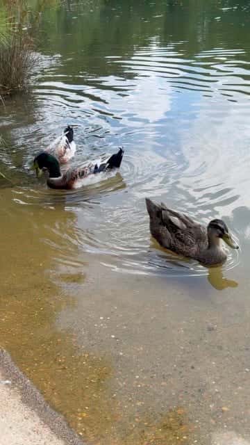 Three geese swimming across the farm pond