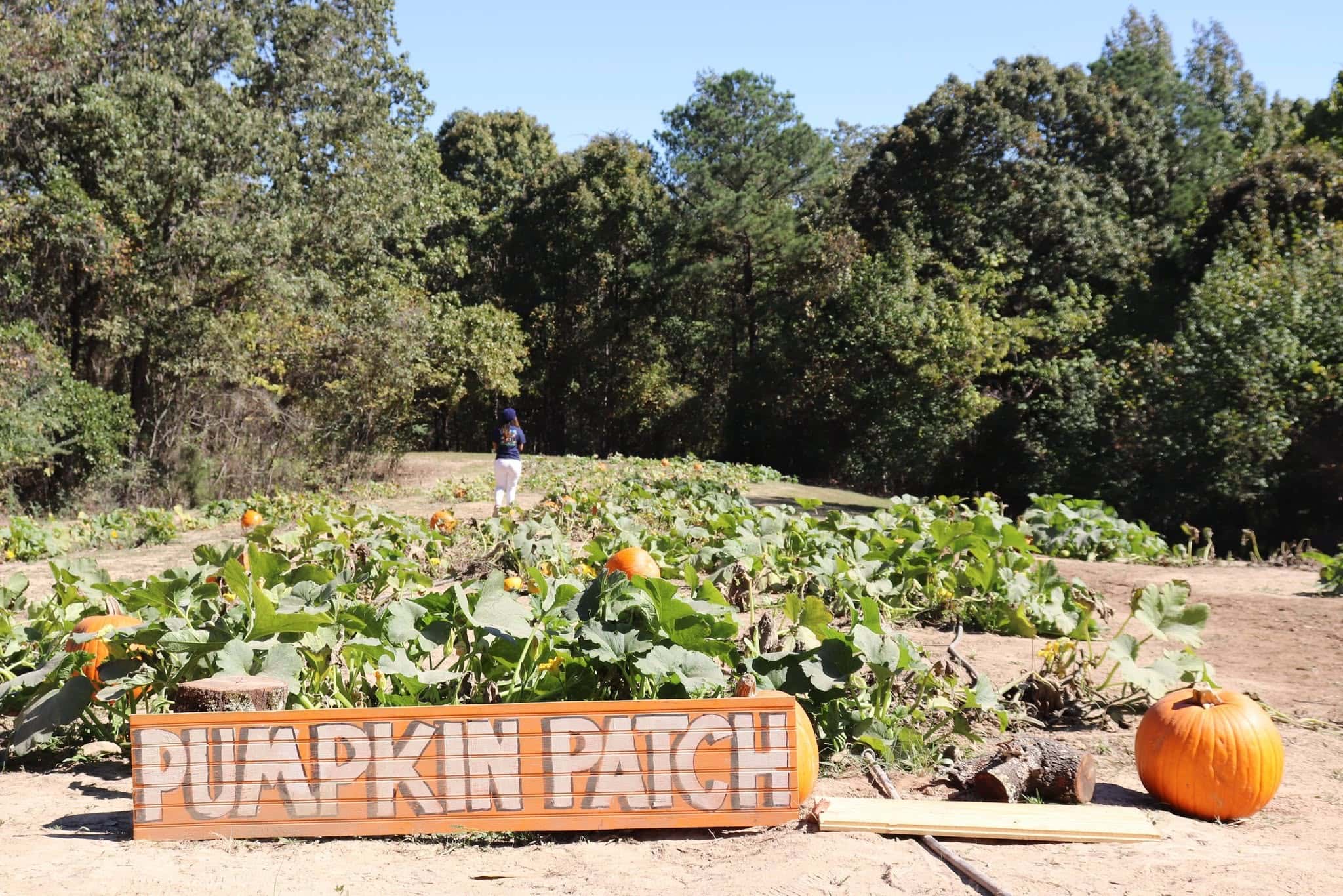 farm-sign-pumpkin-field